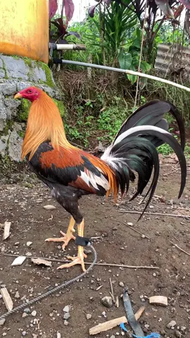 #pumpkin #ayamimport #fyp 