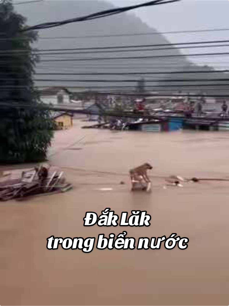 Đắk Lắk Trong Biển Nước: Cuộn Lũ Ngập Đến Tầng 2 – Thương Lắm Bà Con Miền Núi Những ngày qua, Đắk Lắk hứng chịu trận lũ lớn khiến nước dâng cao hơn 4 mét, cuồn cuộn tràn vào nhà dân, nhiều nơi ngập đến tầng 2. Hình ảnh bà con chật vật giữa dòng nước khiến ai chứng kiến cũng không khỏi xót xa. Video ghi lại khoảnh khắc dòng nước dữ chảy mạnh trong khu dân cư – một lát cắt chân thật về những khó khăn mà bà con đang phải đối mặt. 🙏 Mong rằng mọi người cùng lan tỏa, chia sẻ để hỗ trợ và động viên những hộ gia đình đang gặp hoạn nạn. ❤️ Cầu mong bà con Đắk Lắk sớm vượt qua khó khăn, trở lại cuộc sống bình yên. #DakLak #LuLut #LuNgap #VuotQuaThienTai #UngHoDongBao 