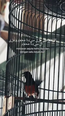 MB (Jatim)#fypage #muraibatu #kicaumania #muraibatuindonesia #muraibatumania 