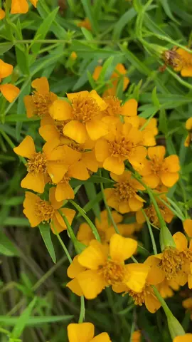 @บ้านสวน มั่งมีศรีสุข #บ้านและสวน #ขายต้นกล้าไม้ดอก #ดอกไม้กินได้ #ชมสวน #ไทภูเขียว 