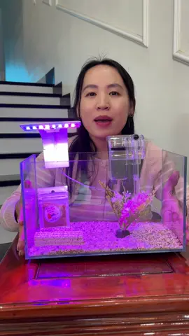 Bể cá mini để bàn đủ phụ kiện #xuhuong #ngocminhminh89 #beca #becamini #becaminideban 