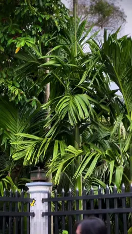 Lụm..#xuhuong #utrom61bd #xuhuongtiktok 