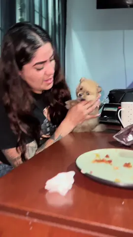 #mascotas #fypシ゚ #amorperruno #viral_video #chihuahuastiktok 