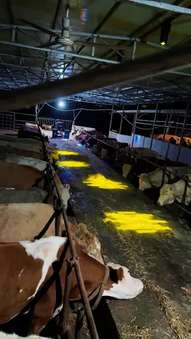 Full chuồng rồi nhé 😂😂😂#petcute #khoanhkhacdangyeu #bò 