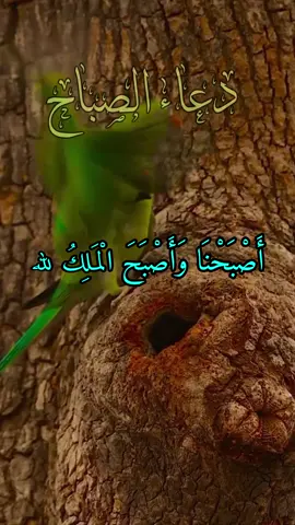 دعاء الصباح اللهم إني أسألك الثبات في الأمر  وأسألك العزيمة على الرشد وأسألك شكر نعمتك وحسن عبادتك  وأسألك قلبا سليما ولسانا صادقا وأسألك من خير ما تعلم وأعوذ بك من شر ما تعلم وأستغفرك لما تعلم، إنك أنت علام الغيوب #صباحكم_أحلى_صباح #صباحكم_معطر_بذكر_الله #صباح_الورد #صباح_الخير #صبحكم_الله_بالايمان_وطاعة_الرحمن 