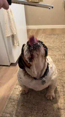 this is what dreams are made of 😍 #parmaseancheese #englishbulldog #dogsoftiktok #cheesetax #foryou 