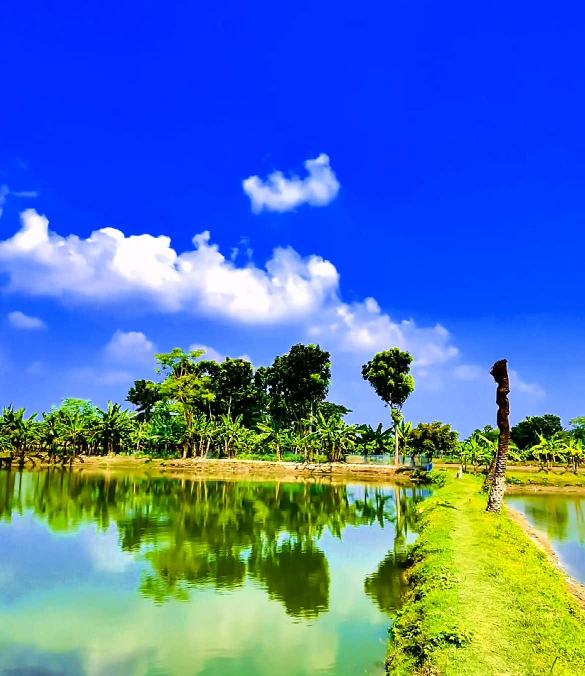 প্রতিটি নতুন দিন হলো নতুন করে শুরু করার সুযোগ 😊👍 #প্রকৃতি #Sky #anfeezemyaccont #viral_video #foryoupageofficiall @Nature Lover 🌿 