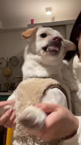 #puppy #cachorro #perro #puppydance #noob #noobdance #swaydancetrend 