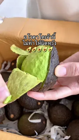 อโวคาโดเจ้านี้ ไม่ทำให้ผิดหวัง #ของดีบอกต่อ #tiktokพากิน #อโวคาโด้ #หลิวหลิวฟาร์ม #อโวคาโดเชียงใหม่ 