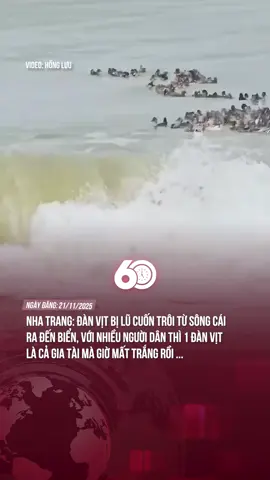 VỚI NHIỀU NHÀ DÂN, ĐÀN VỊT ẤY CÓ THỂ LÀ 1 GIA TÀI, VẬY MÀ MẤT TRẮNG RỒI …. #60giay #theanh28 #tiktoknews 