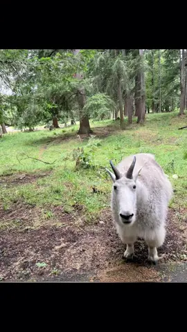 🌙 beautiful creature 🥹#mountaingoats #mountaingoat #nature #radiohead 