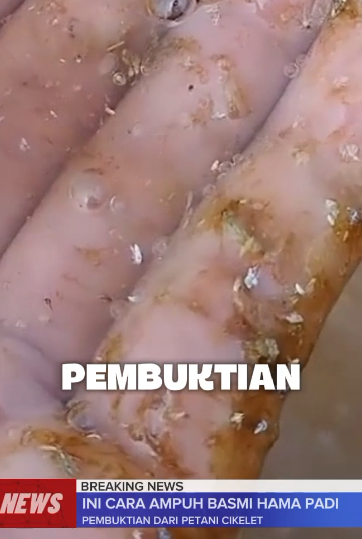cara ampuh membasmi hama pada tanaman padi hanya dengan satu kali semprot #corpcurepadi #pembasmihama #hamawalangsangit #tanamanpadi #creatorsearchinsight 