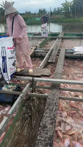 Khi nào lên giá lại đây ?  #viral #xuhuong #haid