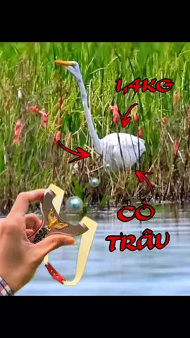 Săn cò trâu cò ngà ở miền tây vào mùa nước nổi.. #sanco #nacaosu #trumsanco #mientay #xuhuong 