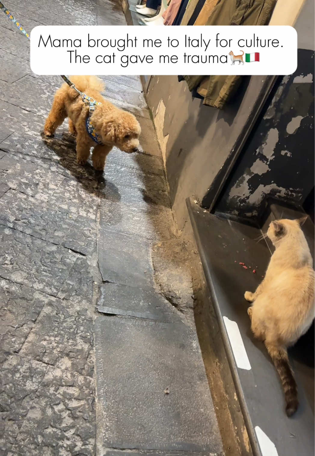 #Italy #dogsoftiktok #dog  