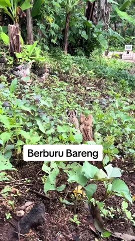 Hahaha kita berburu bareng 😆 #kucinghutan #kucingtiktok #kucinglucu #kucingbengal #kucinggemoy 