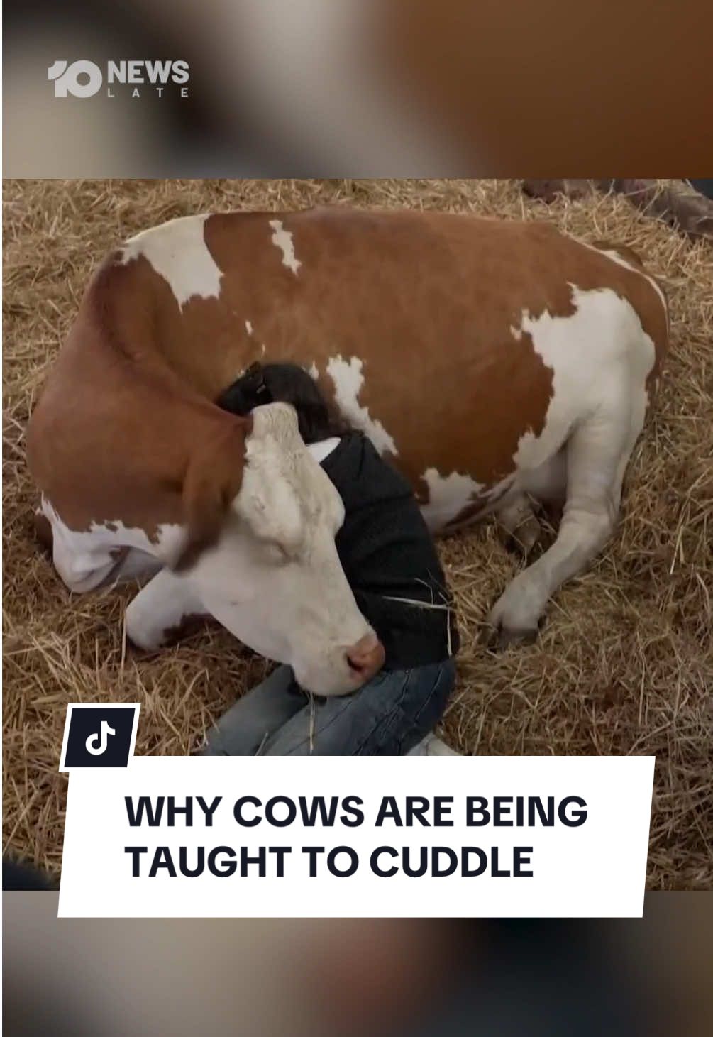 As global dairy prices begin to fall, farmers are turning to alternative sources of revenue including selling cow cuddles. The affectionate heifers are being taught to sit and snuggle while their new friend relaxes to their soothing heartbeat. Watch more from 10’s Late News. #10news #cows #animals  