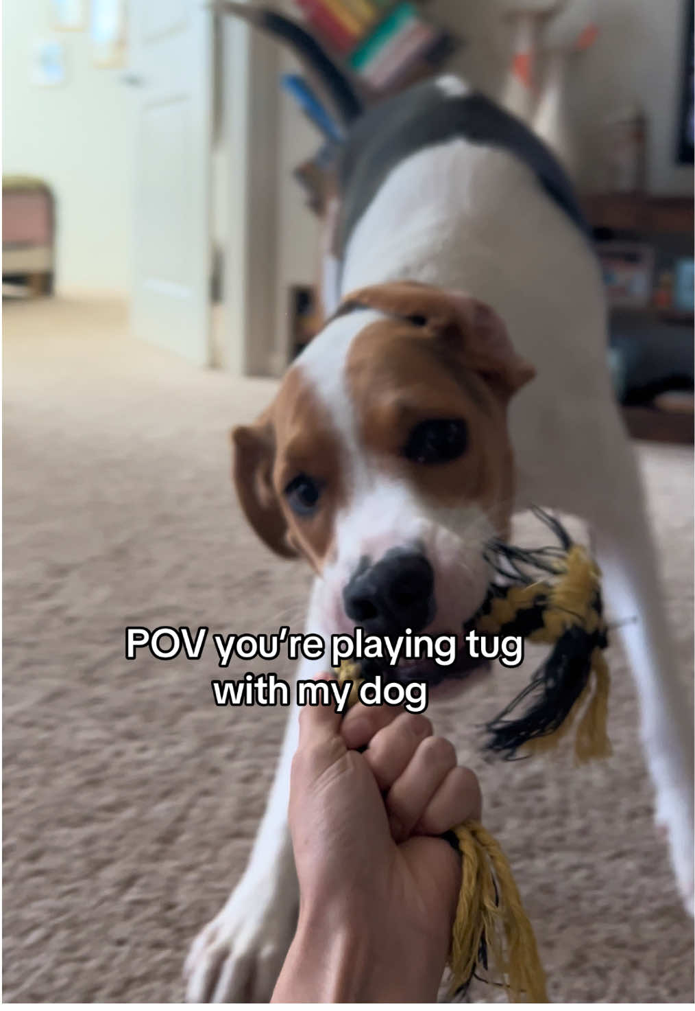 The spin is his most popular move #dogtok #dogplay #funny #fyp 