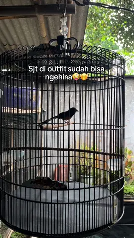 Yang bener aje🤣#muraibatuindonesia #muraibatumania #kicaumaniaindonesia #kicaumanianusantara #kicaumaniajateng 