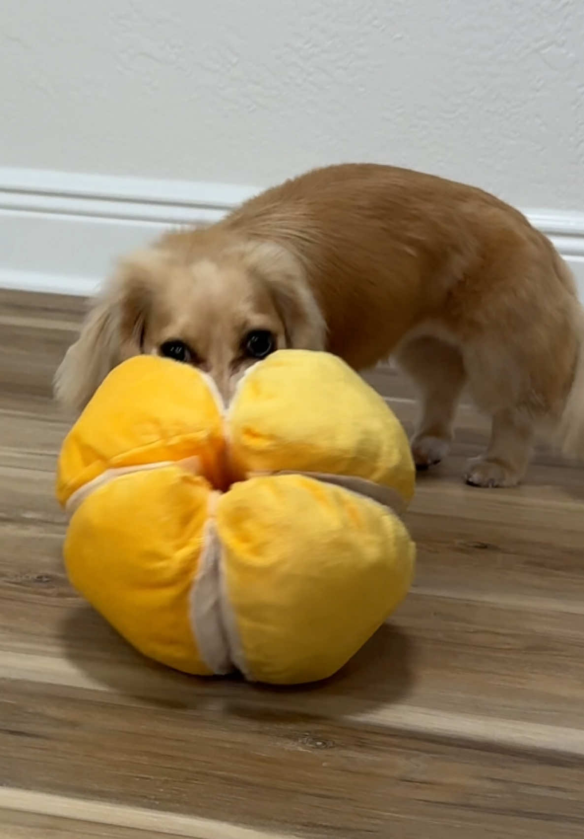 This little orange enrichment toy is so satisfying and fun for Winnie! She takes about 20 minutes or so to get through it and find all her treats. Such a fun toy for adding enrichment 😇 #enrichmentfordogs #dogsoftiktok #dachshund #wienerdog #tiktokshopblackfriday 