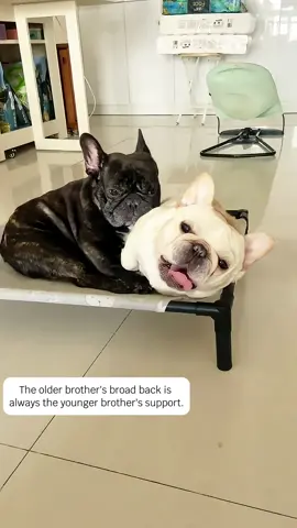 An older brother will always be a younger brother's strong support.#dog #doglover#frenchbulldog #cutedog 
