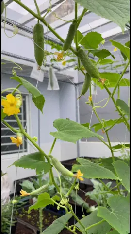 Lần đầu trồng dưa và cái kết 🥰🥰🥰#trongrausanthuong #xuhuong 