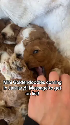 #fyp #minigoldendoodle 