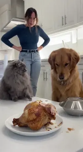 Cuando haces el crimen pero echas la culpa al perro 🤣🐱👉🐶” #gato #viral #fyp 