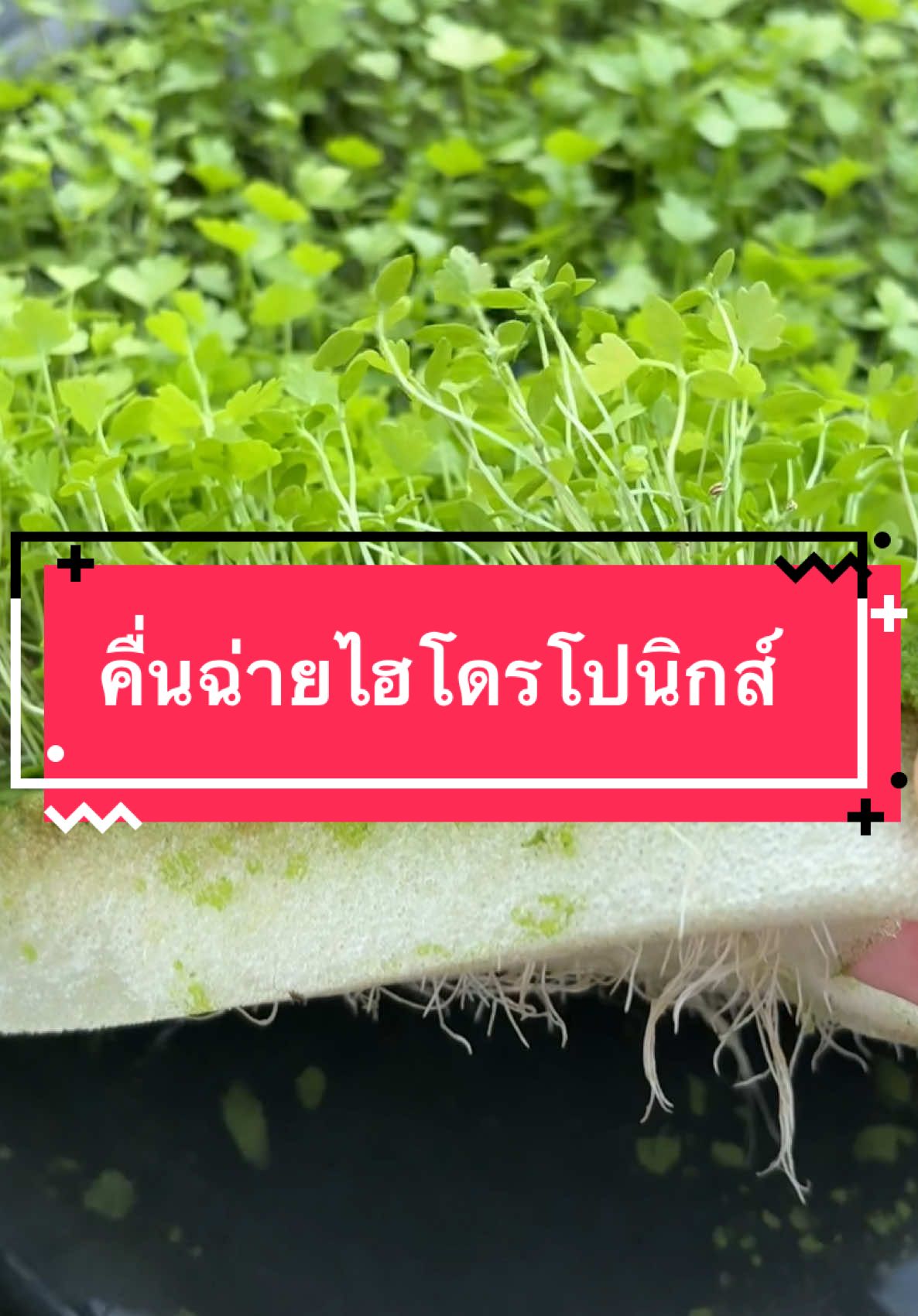 ถึงเวลาที่ต้องย้ายลงถาดหลุมอนุบาลต้นกล้าแล้วค่ะ😊🌱☘️ #คื่นฉ่ายไฮโดรโปรนิกส์ #คื่นฉ่ายไร้ดิน #ปลูกผักไฮโดโปนิกส์ #ปลูกผักในกล่องโฟม 