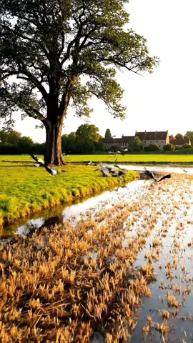 Con cò mỏi cánh bay ngang-datj dào sóng lúa mênh mang sớm chiều.#vungtroibinhyen #kiengio #xuhuong #canhqueyenbinh #quêhươngtôi 