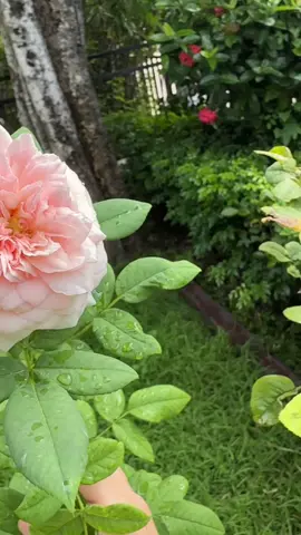 Claire rose สวยมาก #อากาศดี #ลมเย็น #คำคมฮีลใจ 