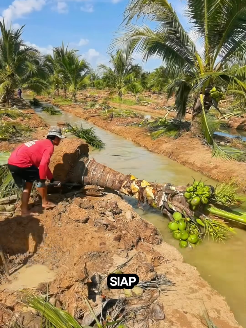 Bisnis Bibit Kelapa Berbuah #kebunkelapa #fyppppppppppppppppppppppp #fypviralシ #thailand🇹🇭 