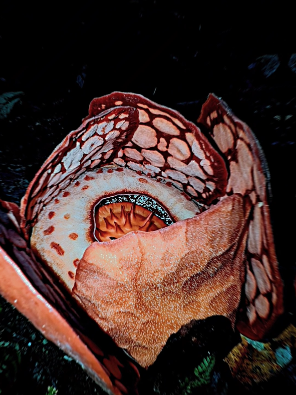 gimama abang ini gak nangis bunga rafflesia hasselti di temukan 13 thn di hutan Sumatra barat, aku liat nya aja takjub + terharu😭#bungarefflesia #refflesiahasseltii #fyp #viral 