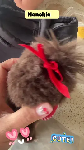 🍁 #monchichi 