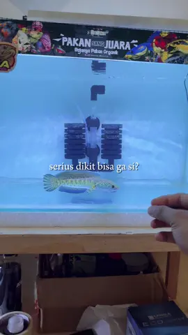 gini?😋👌 fish from : @WIBOWO AQUATIC  #channaauranti #channastewarti #channaandrao #channaindonesia #channabluepulchra 