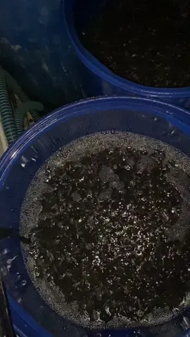 Sold out darjo#bledeklele #peternaklele #ternaklele #budidayalele 