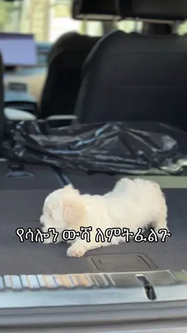 This is the first thing I do to my puppies when I get home. #ethiopian_tik_tok🇪🇹🇪🇹🇪🇹🇪🇹 #oromotiktok #habeshagirl #oromotiktok❤️💚❤️ethiopiantiktok #eretreantiktok🇪🇷🇪🇷habesha 