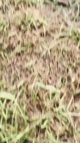 cuma astrea 🤏🏻 #fyp #astreagrandindonesia #astreacoolop #astreagank🚀 #astrea 