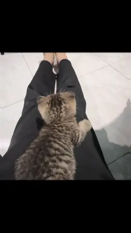 one month eight days 🎀  #kitten #kucing #fypage #foryoupage #fyp 