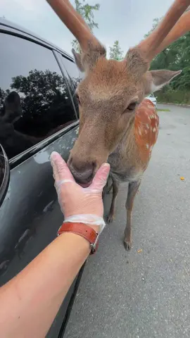 摸摸下巴可以吗#cute #deer #lovely #fun #animals 