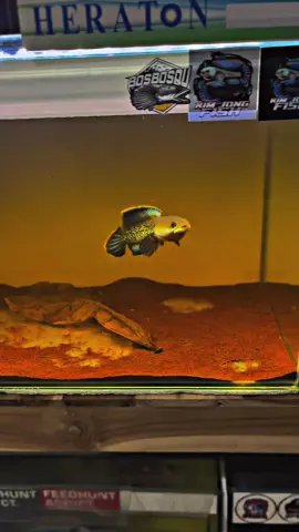 Nalla 😍 #padahariini #masukberanda #channaindonesia #fyp #channastewarti 