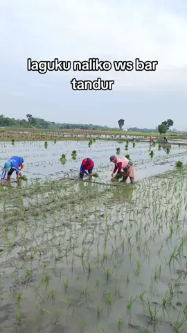 umume wong ndeso nik ws bar tandur ws ayem, gari mikir ngrabok #fyppppppppppppppppppppppp #fypシ゚viral  #petanimuda #petanimilenial  #purwodadi24jam 