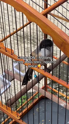 Habis bodrex & paramex berapa tablet teman teman🤣   #muraibatu #cendeters #kicaumaniaindonesia #kicaumania #kicaumanianusantara 