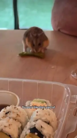 She is part of the family!  🐹 #rodent 