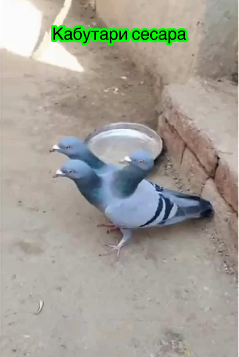 Кабутари сесара. three-headed pigeon #lndia #tajikistan🇹🇯 #travel #dushanbe #nature 