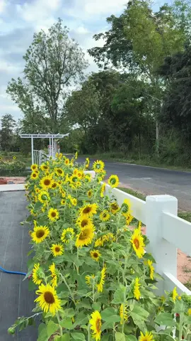 บ้านมินิมอล สวนมินิมอล ถ้าต้นไม้โตหมด อาจจะไม่มินิมอล  #มยุรีปลูกผัก #บ้านสวนของบุ๋ม #บ้านนอกของฉัน #เกษตรผสมผสาน 