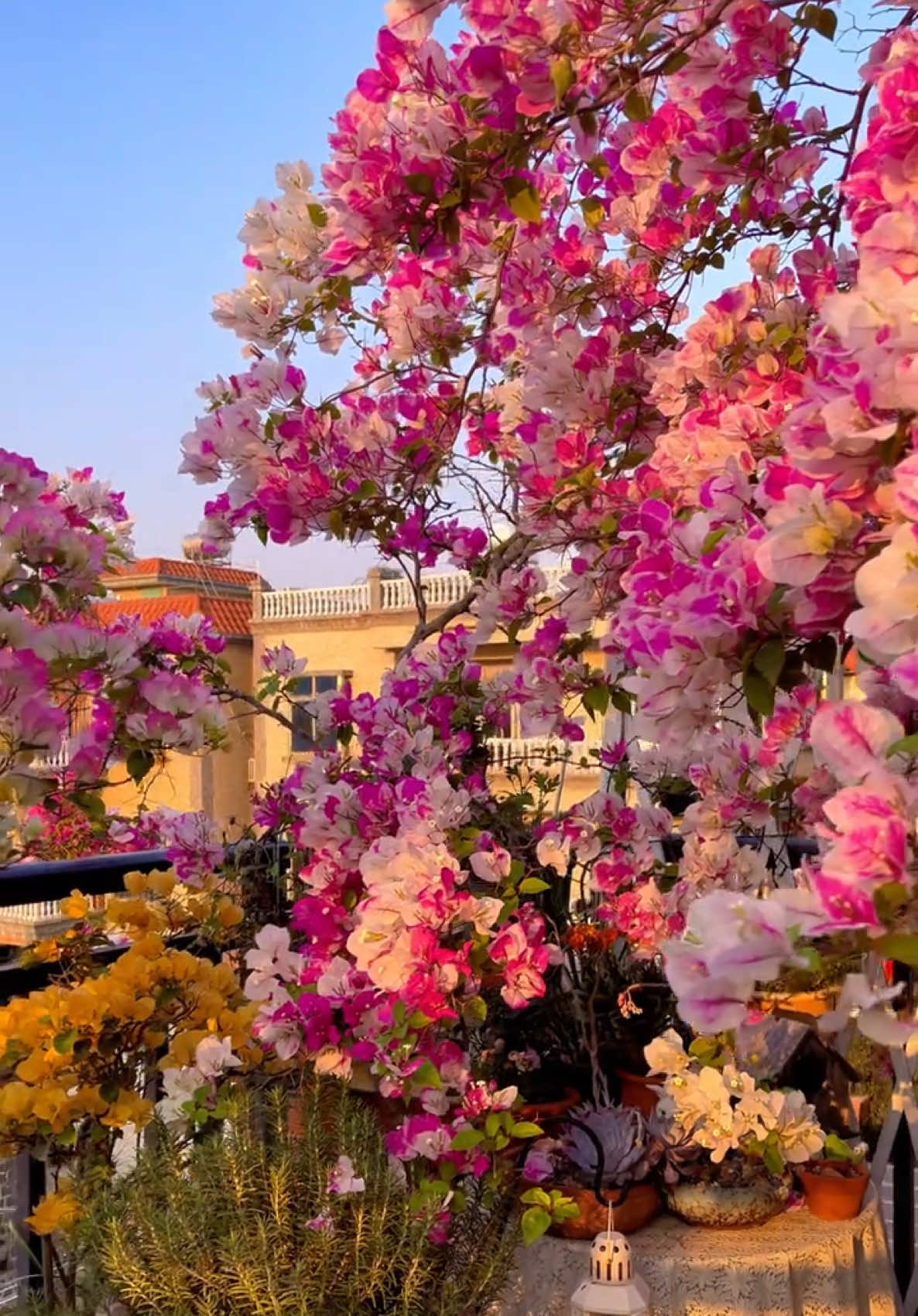 Ai bảo hoa Giấy ko đẹp😍😍 #hoadep #hoacaycanh #hoasanvuon #hoaleogian #hoagiay 