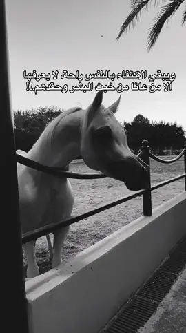 #خيل_وخياله🐎 #viral #fyp #اكسبلورexplore #اقتباسات 