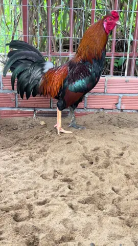 Chân con gà này bị gì hay dính gì kì vậy ae 🤣🤣🤣