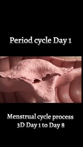 Menstrual cycle 3D process Day 1 to Day 8#MenstrualCycle  #PeriodCycle  #Day1toDay8  #MenstruationProcess #viralvideo 